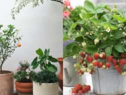 12 Jenis Tanaman Hias Buah Cantik & Mudah Dirawat