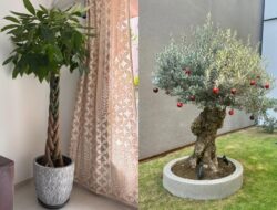 10 Tanaman Hias Pembawa Rezeki & Hoki Di Tempattinggal