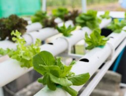 5 Jenis Tanaman Hidroponik yang Bisa Ditanam Ke Rumah