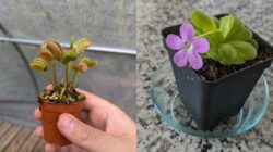 7 Tanaman Pemakan Serangga, Perangkap Lalat Hingga Tempattinggal