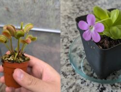 7 Tanaman Pemakan Serangga, Perangkap Lalat Hingga Tempattinggal