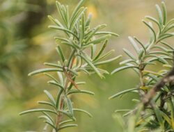 5 Pilihan Tanaman Pengusir Kecoa yang Ampuh Di Tempattinggal | Panduan & Rujukan