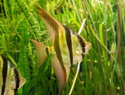 5 Jenis Tanaman Penjernih Air Aquarium