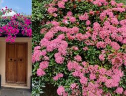 7 Jenis Tanaman Perdu yang Cocok Sebagai Menghiasi Halaman Tempattinggal