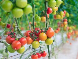 5 Tanaman Sayur yang Cocok Ke Musim Hujan