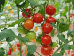 5 Jenis Tanaman yang Cocok Ke Musim Hujan