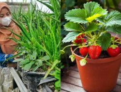 10 Tanaman yang Menguntungkan Hingga Lahan Sempit