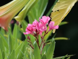 5 Tanaman yang Tidak Boleh Ditanam Di Untuk Tempattinggal