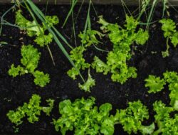 5 Daftar Tanaman Dataran Tinggi yang Cocok Ditanam Hingga Rumah