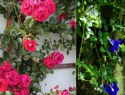 5 Jenis Bunga yang Bisa Dimakan Bersama Tanaman Disekitar Tempattinggal