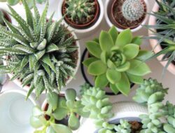 6 Jenis Sukulen Di Ruangan yang Cocok sebagai Dekorasi Tempattinggal | Panduan & Rujukan