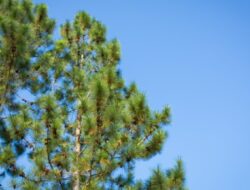 5 Jenis Pohon Cemara yang Cocok Menghiasi Halaman Tempattinggal