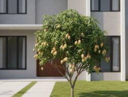 5 Jenis Pohon Mangga yang Cocok Ditanam Di Didepan Tempattinggal