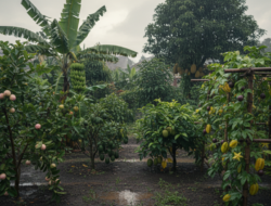 8 Tanaman Buah yang Cocok Ke Musim Hujan, Pas Buat Kebun Tempattinggal