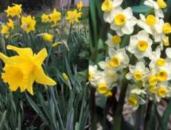 7 Jenis Bunga Daffodil Paling Populer Di Indonesia