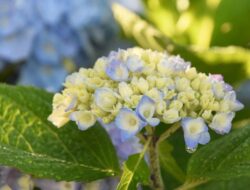 5 Jenis Tanaman Bunga Pembawa Sial yang Sebaiknya Dihindari