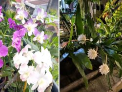 5 Jenis Bunga yang Cocok Ke Teras Tempattinggal yang Cantik dan Aesthetic