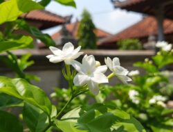 5 Jenis Bunga yang Mudah Ditanam Sebagai Mempercantik Tempattinggal