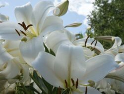 5 Jenis Bunga yang Tidak Boleh Ditanam Di Di Tempattinggal