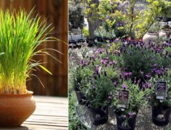 5 Daftar Tanaman yang Tidak Disukai Ayam agar Teras dan Halaman Tetap Rapi