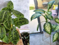 7 Jenis Tanaman Daun Senang (Dieffenbachia) Sebagai Hingga Tempattinggal