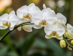 5 Jenis Anggrek Bulan yang Cantik dan Mudah Dirawat