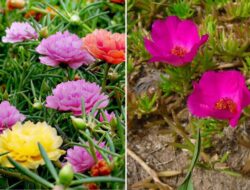 5 Jenis Bunga Krokot Hias dan Karakteristiknya