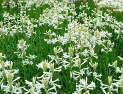 4 Jenis Bunga Sedap Malam yang Bikin Rumah Indah dan Harum Alami