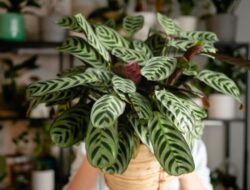 5 Aneka Jenis Calathea Termurah hingga Termahal