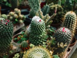 5 Jenis Kaktus yang Cantik Sebagai Dijadikan Dekorasi Tempattinggal