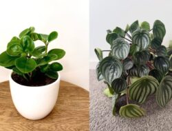 7 Jenis Peperomia, Tanaman Hias Cantik & Mudah Dirawat