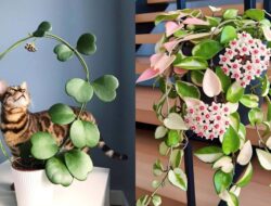 7 Jenis Tanaman Hoya yang Cantik & Mudah Dirawat