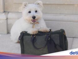 Pharrell Williams Kembali Rilis Aksesori Mewah Khusus Anabul Di Louis Vuitton