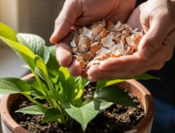 5 Manfaat Cangkang Telur Untuk Tanaman