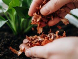 Manfaat Kulit Bawang Merah Sebagai Tanaman dan Cara Menggunakannya