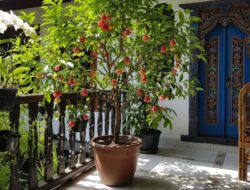 5 Jenis Pohon Buah yang Tidak Tinggi Untuk Ditanam Hingga Rumah