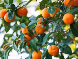 5 Tanaman Buah Pembawa Hoki dan Rezeki Tahun 2026