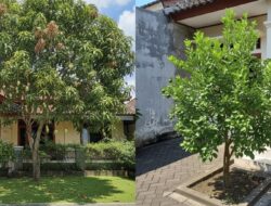 7 Rekomendasi Tanaman Buah yang Cocok Di Didepan Rumah