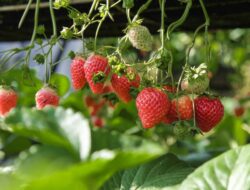 5 Tanaman Buah yang Cocok Ke Tempat Teduh