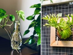 5 Jenis Tanaman Tanpa Tanah yang Unik dan Aesthetic