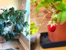 7 Tanaman Hortikultura yang Cocok Ditanam Ke Rumah