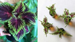 7 Jenis Tanaman Miana Aneka Warna & Varietas Premium