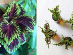 7 Jenis Tanaman Miana Aneka Warna & Varietas Premium