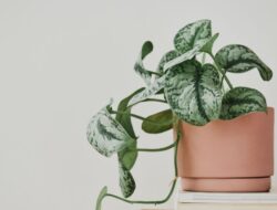 5 Tanaman Penghambat Rezeki Hingga Tempattinggal