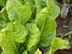 5 Jenis Tanaman Sayur yang Bertahan Panas Sebagai Kebun Tempattinggal