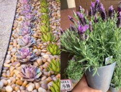 7 Rekomendasi Jenis Tanaman Sebagai Taman Maksimalis