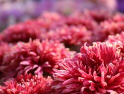 5 Macam Macam Tanaman yang Bisa Di Stek