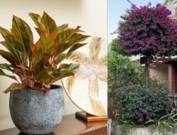 8 Tanaman yang Bisa Dicangkok dan Cocok Ditanam Ke Rumah