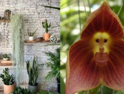 5 Tanaman Unik dan Cantik yang Bikin Rumah Estetik