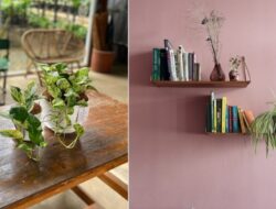 6 Jenis Tanaman Hias Perabot Bagi Mempercantik Tempattinggal